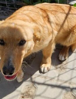 MARONICA- 32 cm, verkuschelt, kinderlieb - Weilheim (Oberbayern)