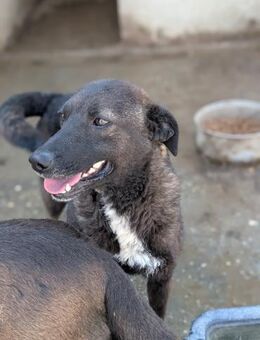 Kyra - schüchtern, sanft & aktiv - Müglitztal