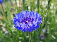 Blaue Kornblumen Samen Kornblume blau Bienen Hummel Insekten Korn Kornblumensamen Kormblumenfeld Zierblume Gartenpflanze insektenfreundliches Saatgut Kornfeld leuchtend blaue Blüten Geschenk Saat Frühling SWR Treffpunkt - Pfedelbach