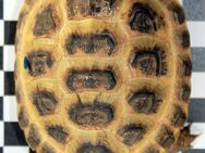 Steppenschildkröte - NZ24, Vierzehenschildkröte - Heideland (Thüringen)