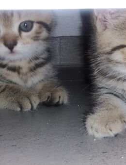 BKH Kitten - Lahr (Schwarzwald)