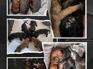 Wunderschöne belgische Schäferhunde - Leutershausen