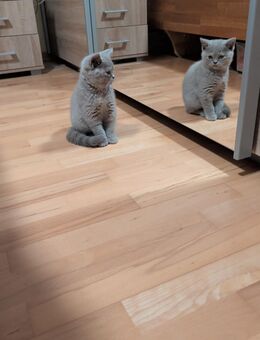 Unsere vier zuckersüßen und reinrassigen Britisch Kurzhaar Kittens suchen ein neues und liebevolles Zuhause! - Gummersbach