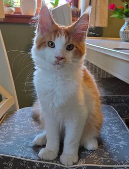 Kyrill, ein 14 Wochen alter Kater in red-tabby-white sucht noch ein neues Zuhause - Freital
