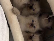 Wunderschöne Ragdoll Kätzchen - Magdeburg