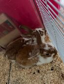 Kaninchen in 58452