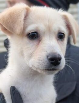 Zauberhaftes Welpenmädchen Sunny - Kallmünz