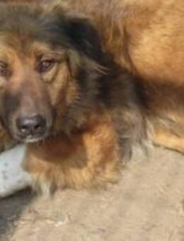 Nicki ist eine zauberhafte Hündin 🐾 - Elsdorf (Nordrhein-Westfalen)