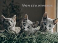 Sehr Schöne Russisch blau Kitten vom seriösen Züchter - Paderborn