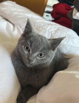 BKH Kitten Mix - Dortmund