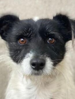 Tarus, geb. ca. 11/2024, GRIECHENLAND - Euskirchen