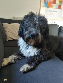 Woody Schafpudel-Labrador-Mix - Herrngiersdorf