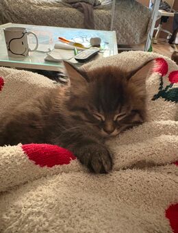 Süßer Kater - Hannover Linden-Limmer