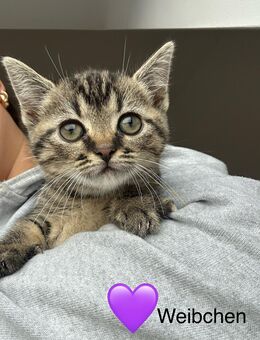 BKH Mix sucht liebevolles Zuhause - Gronau (Westfalen)