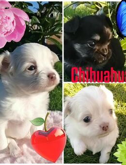 Chihuahua Langhaar, reinrassig - Dobbertin
