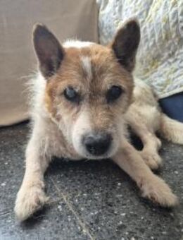 SIMBA - Paten gesucht 💖 - Neudenau