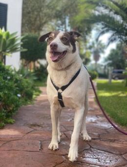 Marte - großer Hund mit großem Herzen - Tübingen