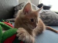 Maine Coon Kitten Junge - Bochum