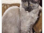 Maine coon Babys mit Stammbaum - Marburg