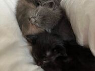 Main coon/ Siam Balinese kitten abzugeben - Hamburg