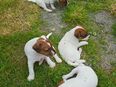 3 tolle Parson Jack Russell Terrier Welpen suchen ihre Zuhause in 37688