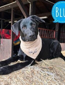 Blue ein toller Bub - Flörsheim-Dalsheim