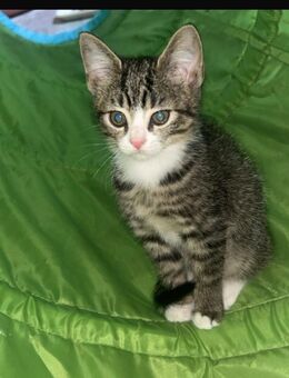 Kitten - Lienen