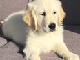 Golden Retriever Welpen in 95615