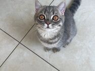 Bkh kitten Kater Katze tabby britisch kurzhaar grau Blue - Düsseldorf