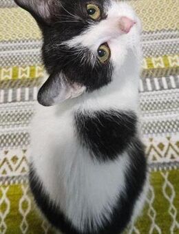 Chika Glücksknäuel sucht Zuhause - München