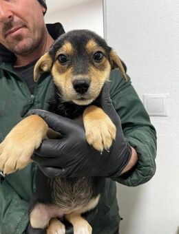 Mara Kleine, liebevolle Reisegefährtin - Schlitz