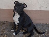 Old englisch bulldog Welpe 16 Wochen alt sucht ihre Familie - Herforst