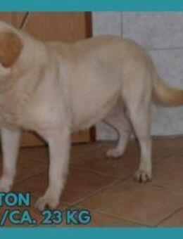 Anton Labrador Labbi Mischling Rüde - Margetshöchheim