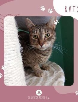 Katze Katy wartet schon lange auf Dich - Lalendorf