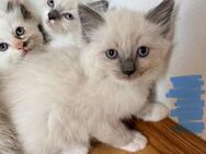 Nur noch 2!! Wunderschöne Ragdollkitten - München