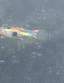 Endlers Guppies, Typ: Green Hornet in 71701