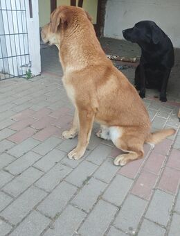 Labrador rüde - Geisleden