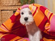 kleine weise Zwergschnauzer mit Ahnentafel - Böhlen (Sachsen)