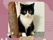 Katzenmädchen Lotti schmust gern - Lalendorf