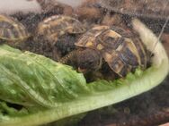 Griechische Landschildkröten - Testudo hermanni - Ludwigshafen (Rhein)