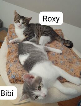 Bibi Kiki Foxy und Roxy erobert die Welt # Tierschutz - Postbauer-Heng (Markt)