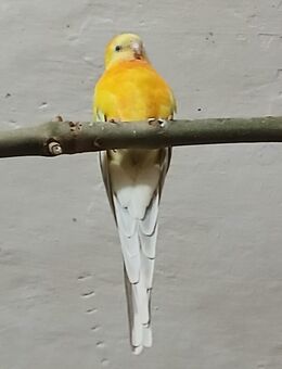 Gebe ab :Singsittiche von 2024/2025 - Oschatz