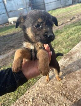 B697 Hundemädchen sucht ihr Rudel - Neuberg