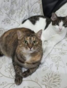 Maroneta und Blanquita - Aichwald