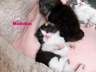 Wunderschöne Reinrassige Bkh kitten - Köln