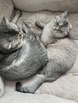 Britisch Kurzhaar Katze/Kater - Lübeck