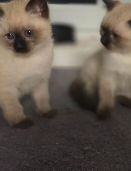 🐾 Wunderschöne Siam-Mix Kitten abzugeben 🐾 - Detmold Berlebeck