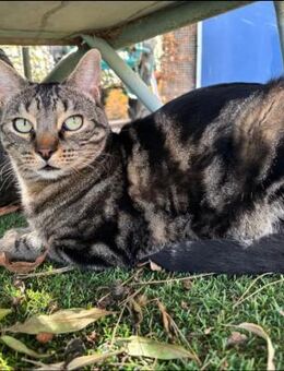 Louise Kuschelbär sucht Zuhause mit Hund - Unterföhring