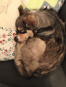 Tofu, 15-Monate alt, Rüde sucht Familie - Greifswald