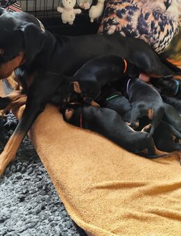 Deutscher Pinscher Welpen schw/r, PSK/VDH Zucht, Ahnentafel, B-Wurf, geb. 02.08.2025 - Wesseling